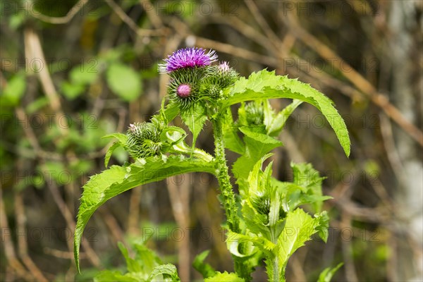 Barnacles Ring thistle