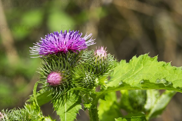 Barnacles Ring thistle