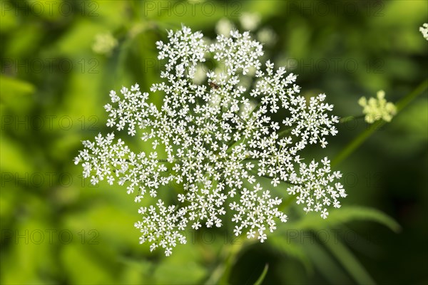 White flower