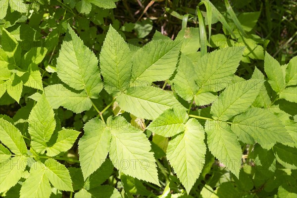 Common Giersch (Aegopodium podagraria)