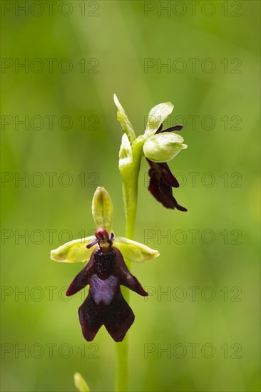 Fly orchid (Ophrys insectifera)