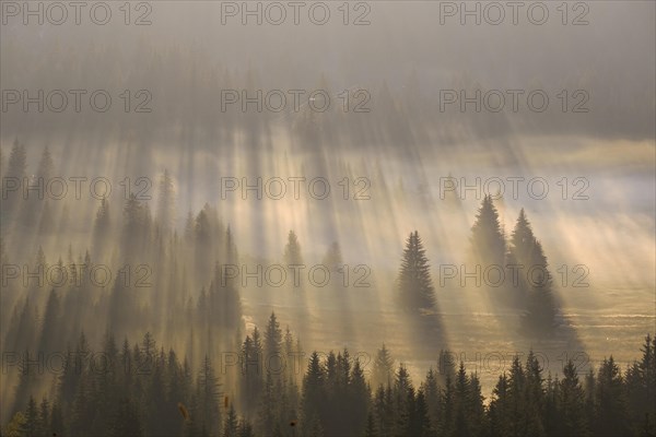 Sun rays shine in the forest through fog