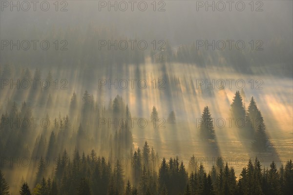 Sun rays shine in the forest through fog