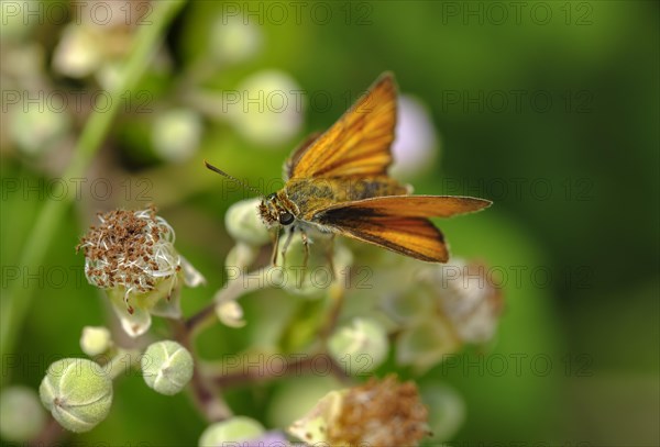 Silver-spotted skipper (Hesperia comma)