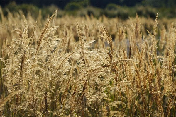 Flowering Wood Small-reed (Calamagrostis epigejos)