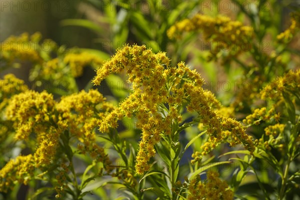 Flowers of tall goldenrod (Solidago gigantea)