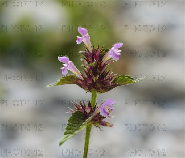 Hedge woundwort (Stachys sylvatica)