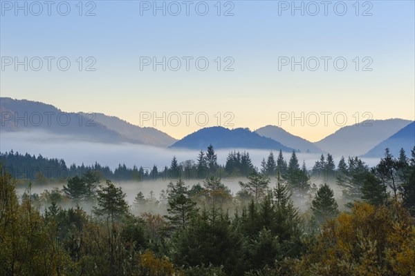 Morning fog in the floodplain forest
