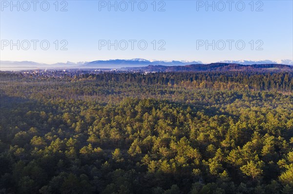 Pine forest and floodplain forest