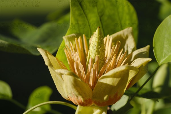 Flower from tulip tree (Liriodendron tulipifera)