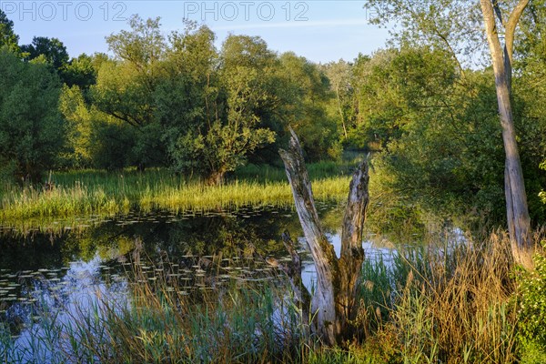 Altwasser der Isar