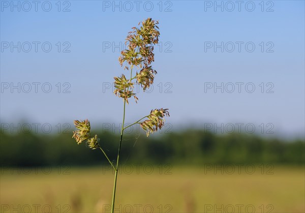 Inflorescence