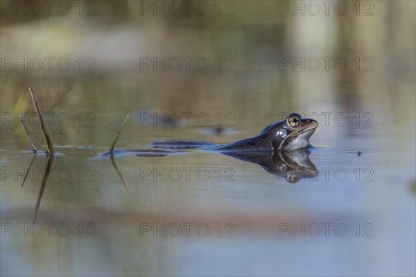 Moor frog (Rana arvalis) in water