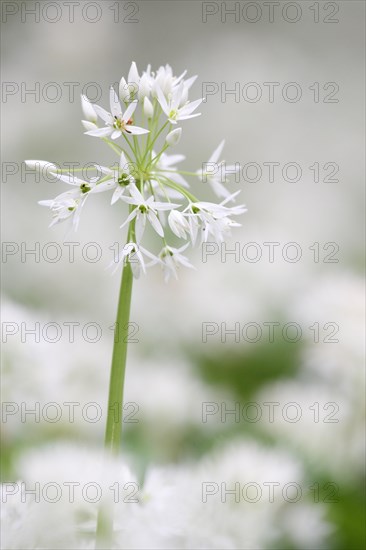 Blooming wild garlic (Allium ursinum)