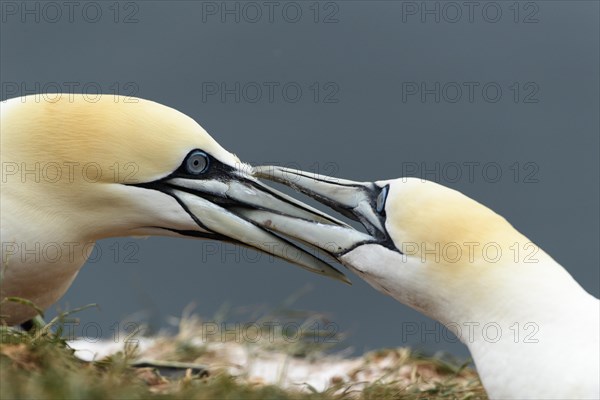 Two Northern Gannets (Sula bassana)