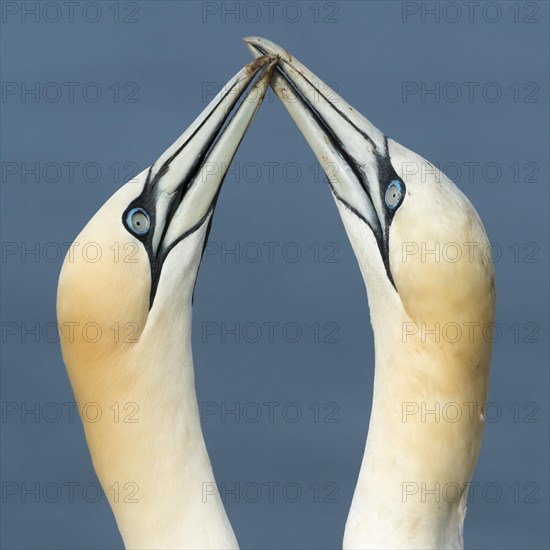 Two Northern Gannets (Sula bassana)