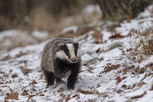 European badger (Meles meles) runs in snow
