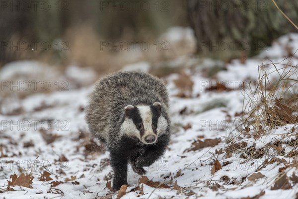 European badger (Meles meles) runs in snow