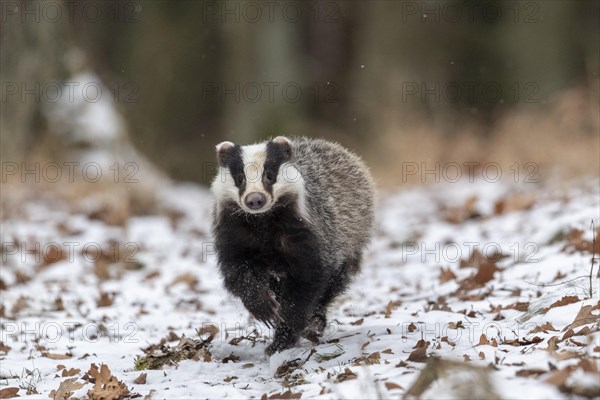 European badger (Meles meles) runs in snow