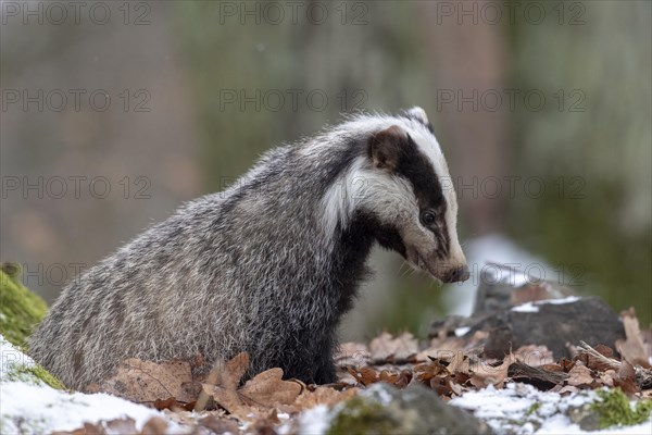 European badger (Meles meles)