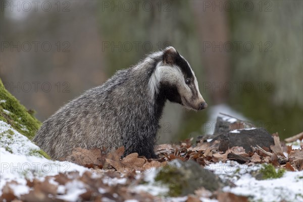 European badger (Meles meles)