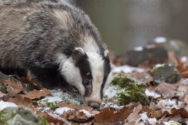 European badger (Meles meles)
