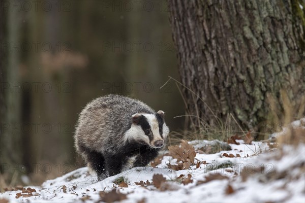 European badger (Meles meles) runs in snow