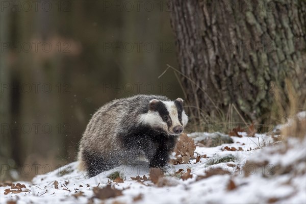 European badger (Meles meles) runs in snow