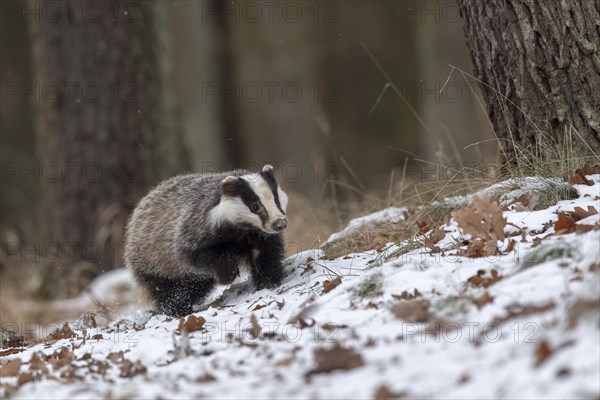 European badger (Meles meles) runs in snow