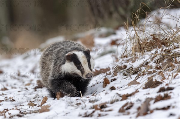European badger (Meles meles) runs in snow