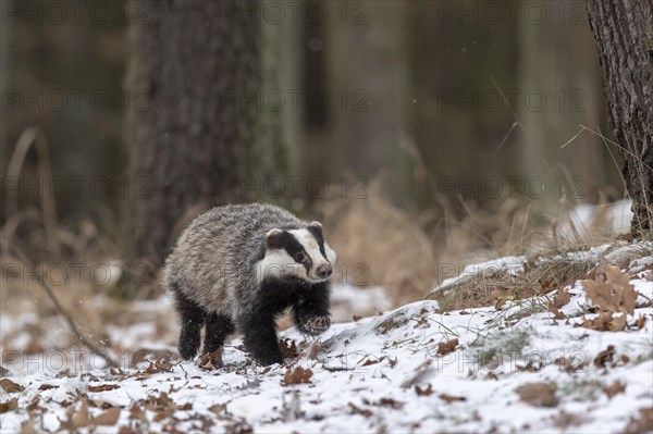 European badger (Meles meles) runs in snow