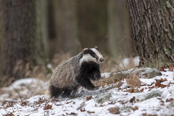 European badger (Meles meles) runs in snow