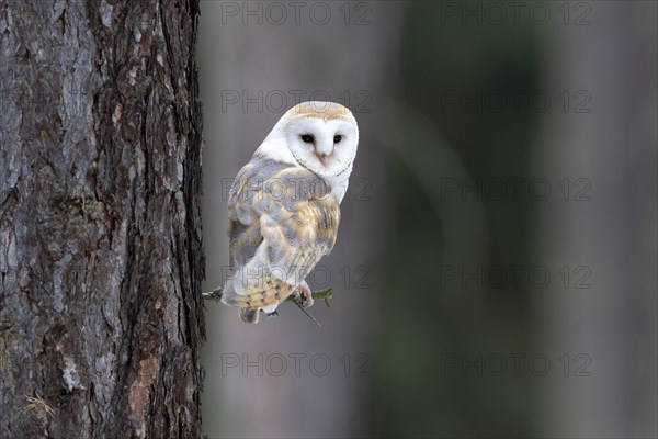 Common barn owl (Tyto alba) sits on twig