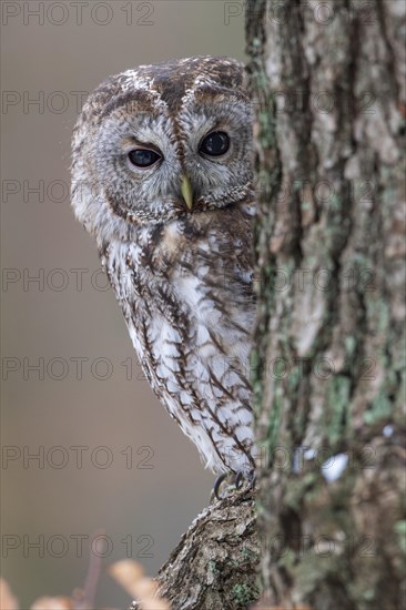 Tawny owl (Strix aluco) sits on branch