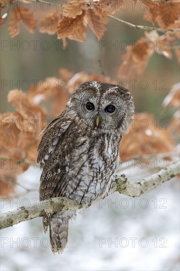 Tawny owl (Strix aluco) sits on branch