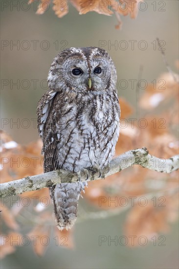 Tawny owl (Strix aluco) sits on branch