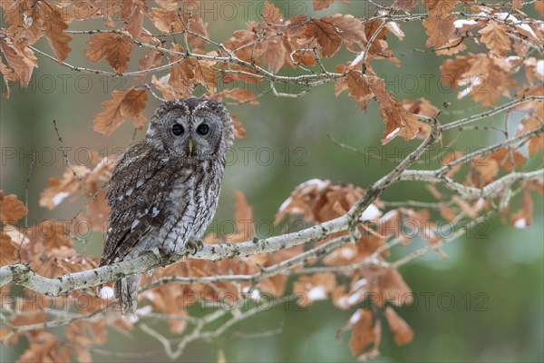 Tawny owl (Strix aluco) sits on branch