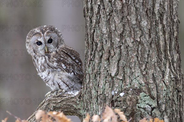 Tawny owl (Strix aluco) sits on branch