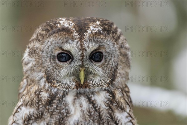 Tawny owl (Strix aluco)