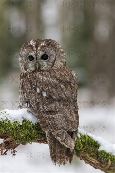 Tawny owl (Strix aluco) sits on branch