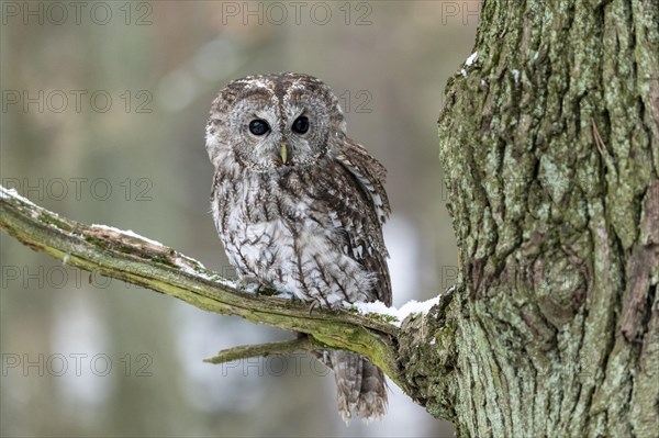 Tawny owl (Strix aluco) sits on branch