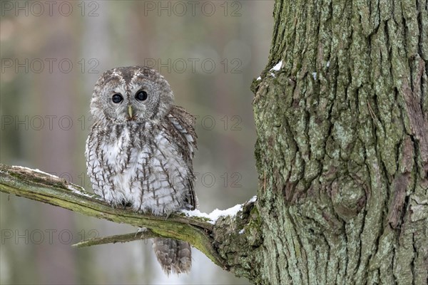 Tawny owl (Strix aluco) sits on branch