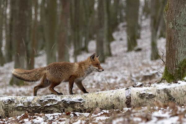 Red fox (Vulpes vulpes) runs over a tree trunk in winter