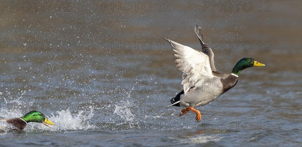 Mallards (Anas platyrhynchos)