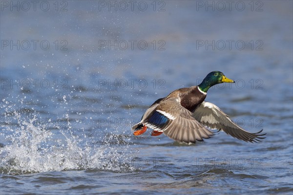 Mallard (Anas platyrhynchos)