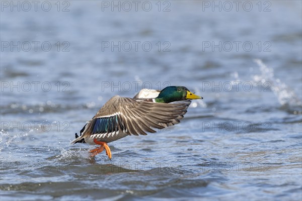 Mallard (Anas platyrhynchos)