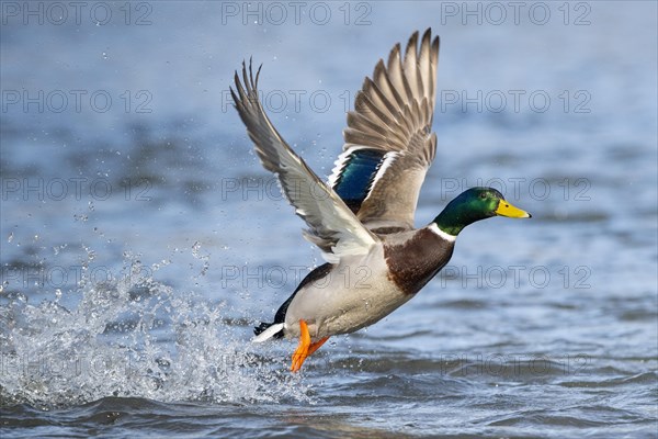 Mallard (Anas platyrhynchos)