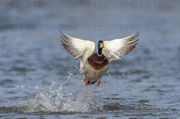 Mallard (Anas platyrhynchos)