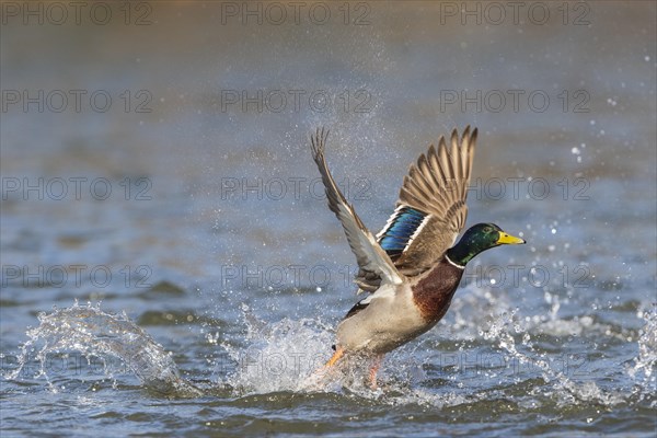 Mallard (Anas platyrhynchos)