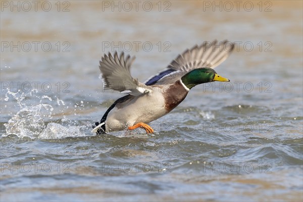 Mallard (Anas platyrhynchos)